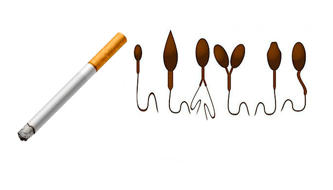 Structure anormale des spermatozoïdes due à la dépendance au tabac